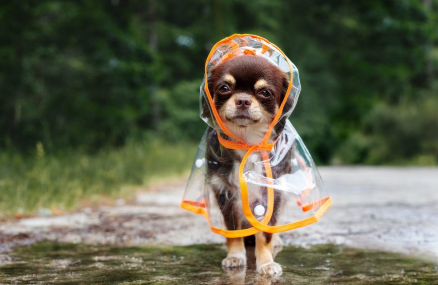 Prepare Your Dog for Rainy Days