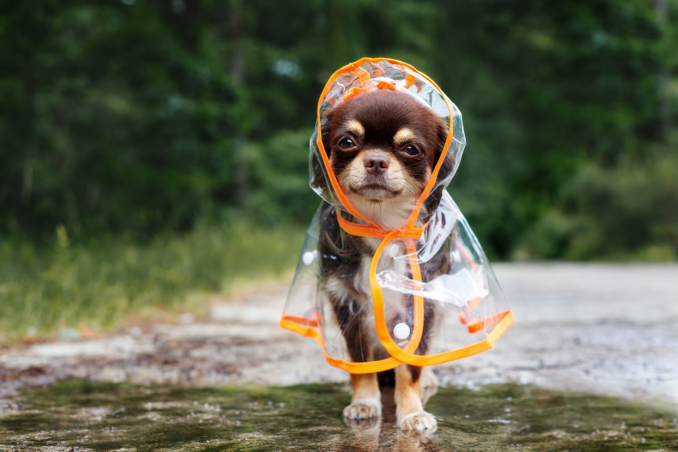 Preparing Your Dog for Rainy Days