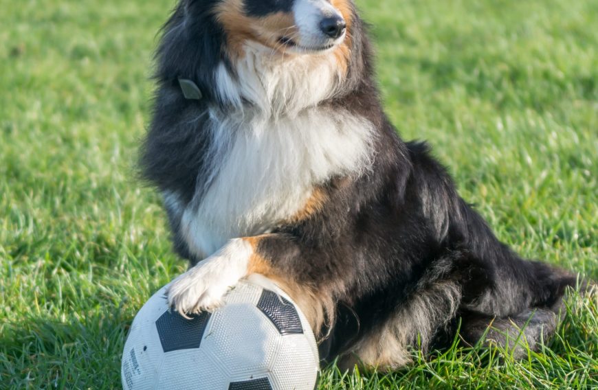 Soccer Dog