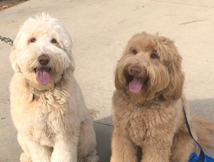 Labradoodle Remembers Brother