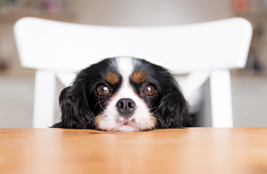 What Human Foods are Safe for Dogs?