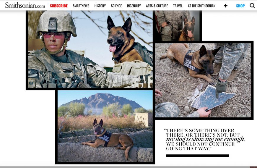 Dyngo the Combat Dog Finds a Home