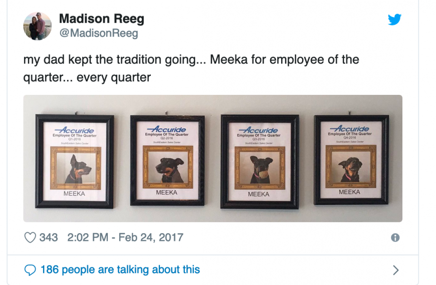 Meeka the Dog is Employee of the Month Again!