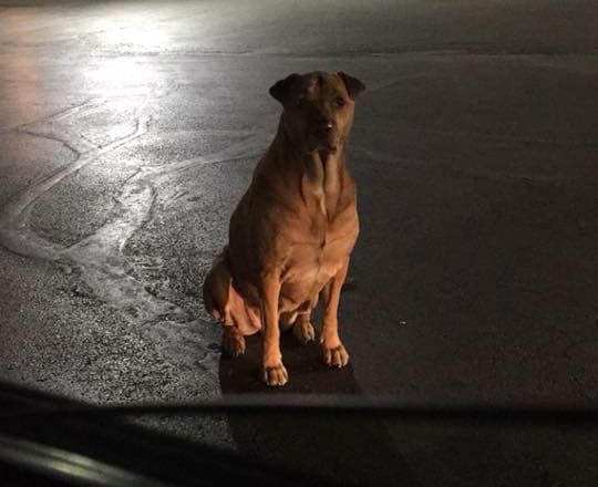 Dog Pretends to Be Homeless to Get Free McDonald's Food