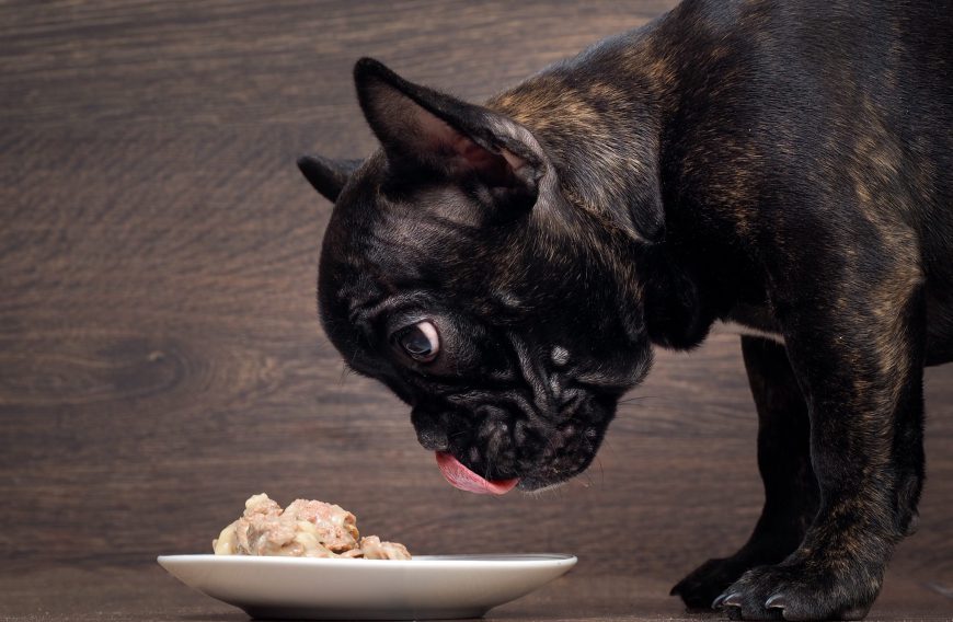 Dog Food Important to Good Health