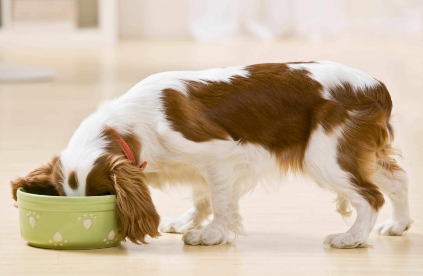 How to Put Your Dog on a Healthy Eating Schedule