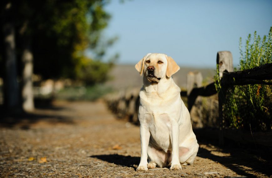 Dangers of Obesity in Dogs