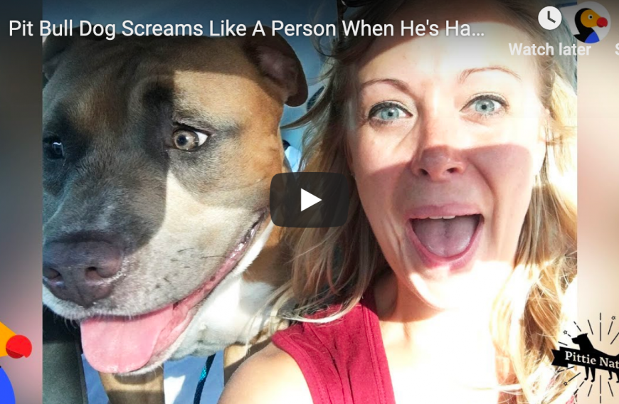 This Pitbull Screams Like a Human