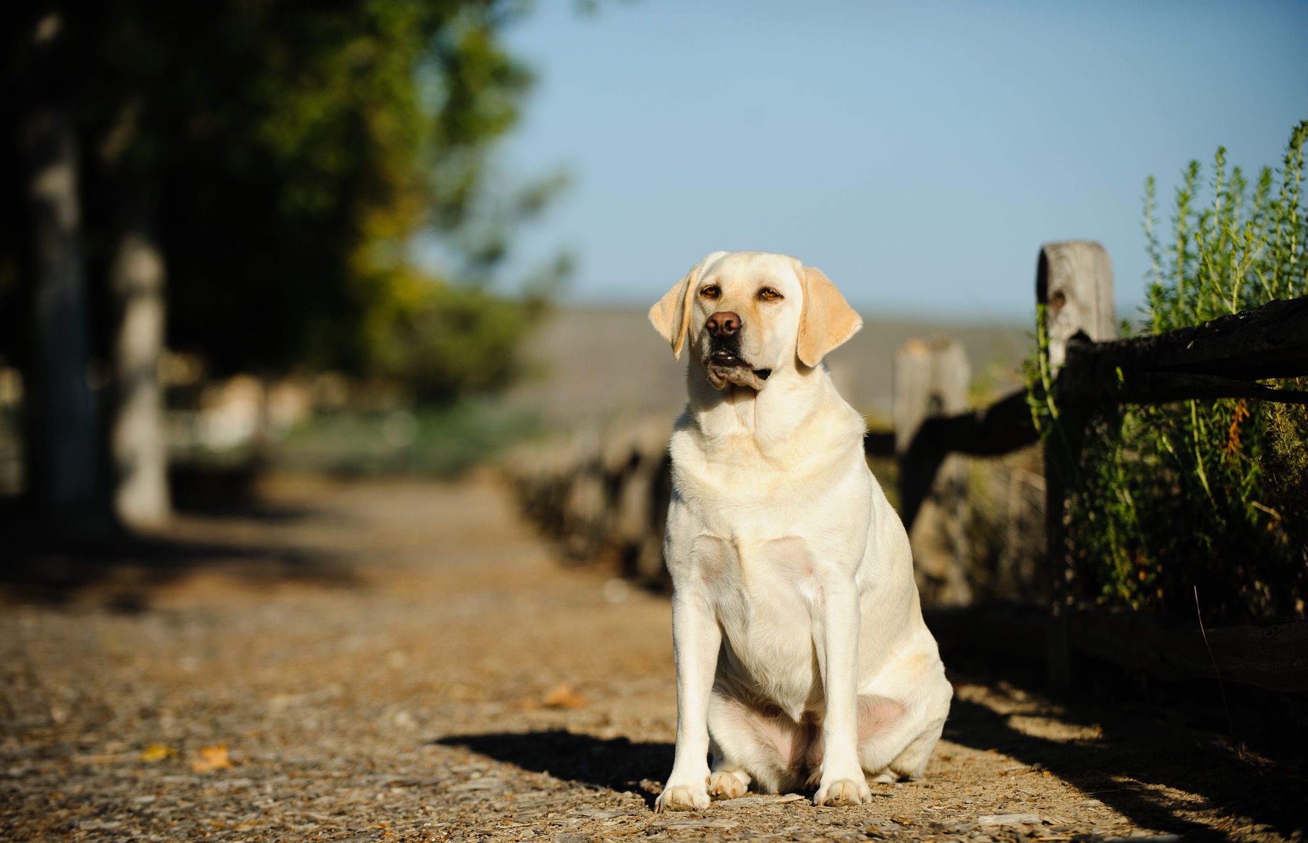 Dangers of Dog Obesity