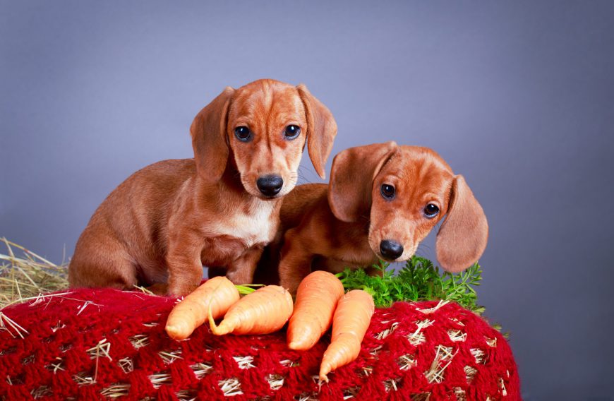 Quick and Healthy Snacks for Dogs