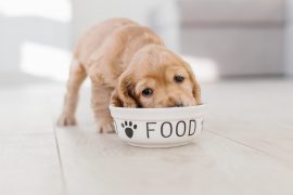 Dog Food and Product Recalls
