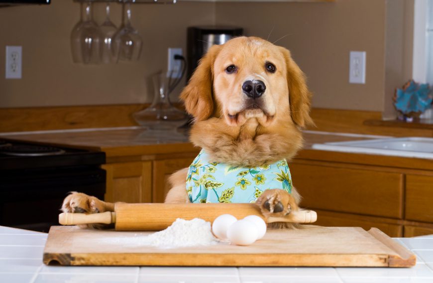 What Human Foods are Toxic to Dogs?