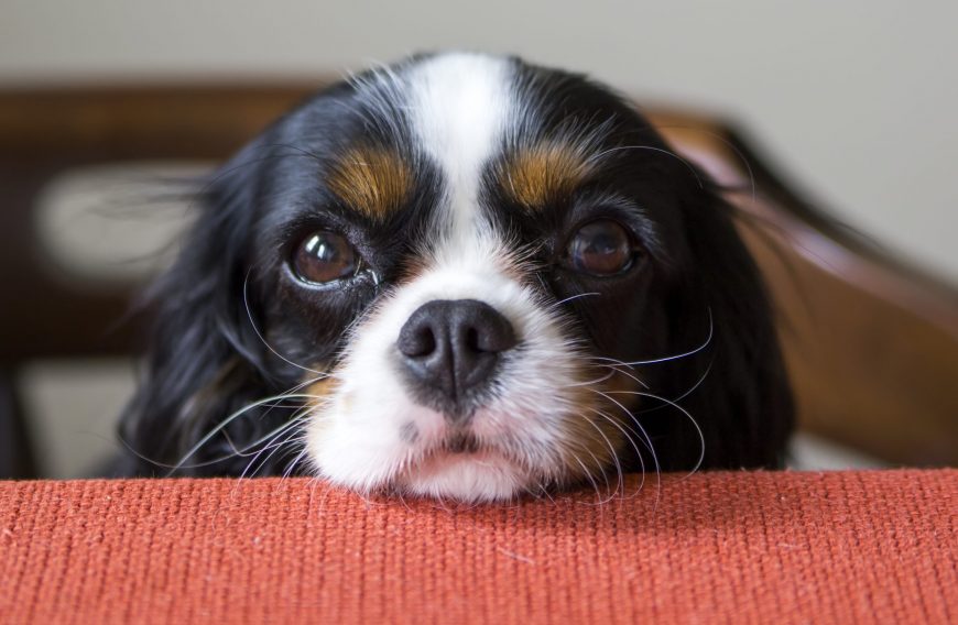 Homemade Shepherd's Pie Recipe for Dogs