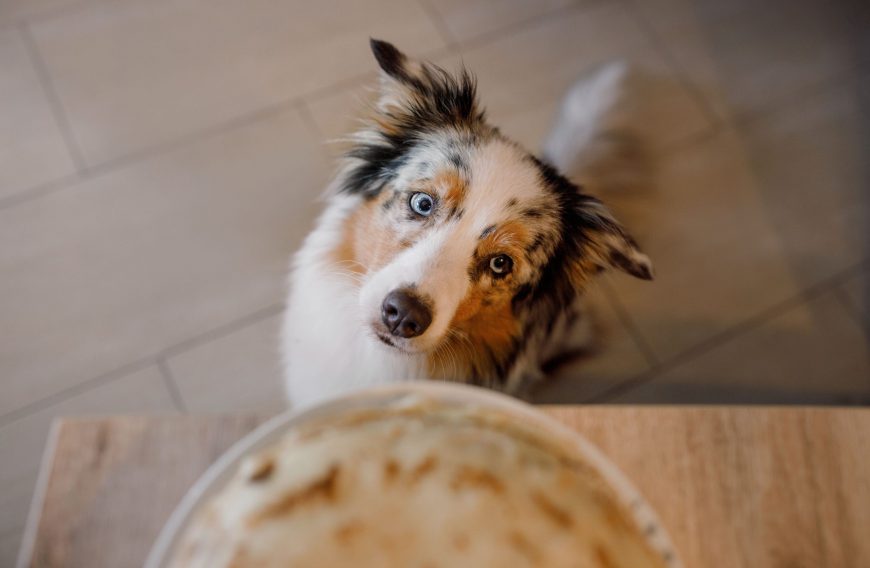 Steak and Potatoes for Dogs