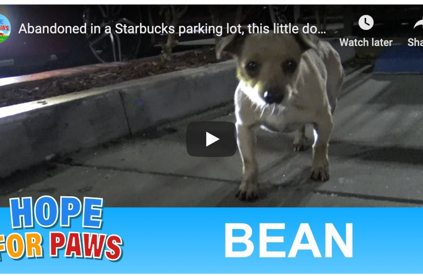 Dog Rescued at Starbucks