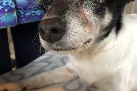 Rain the Jack Russell