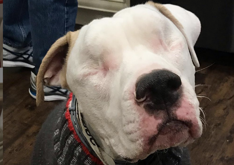 Blind Pitbull Adopted