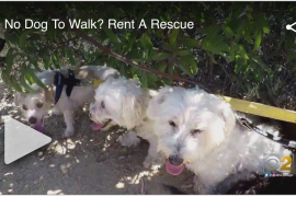 Rent a Rescue