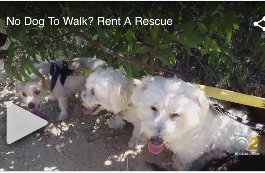 Rent a Rescue