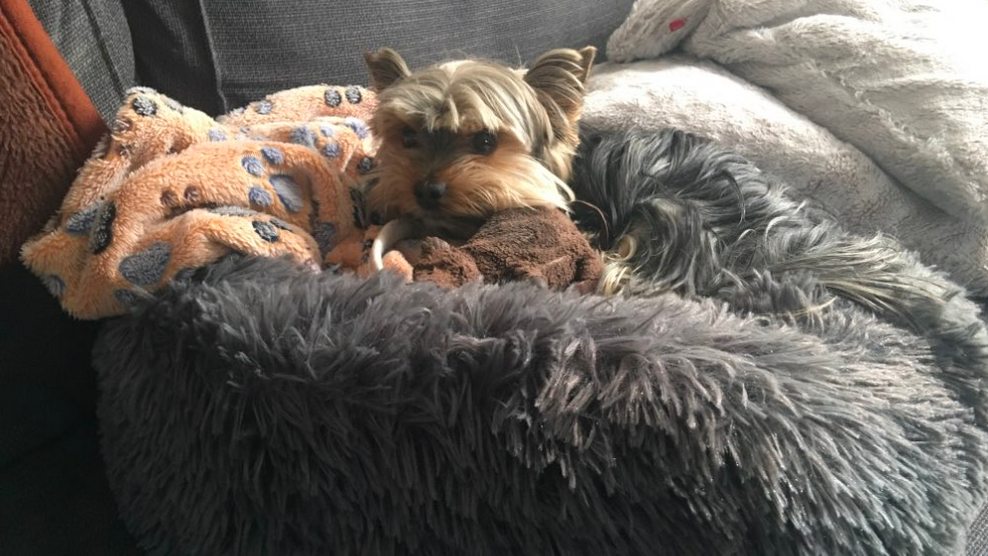 Anti-Anxiety Soothing Dog Bed Review - Customer Photo