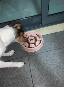 Slow Feeder Dog Bowl with Jack Russell Terrier