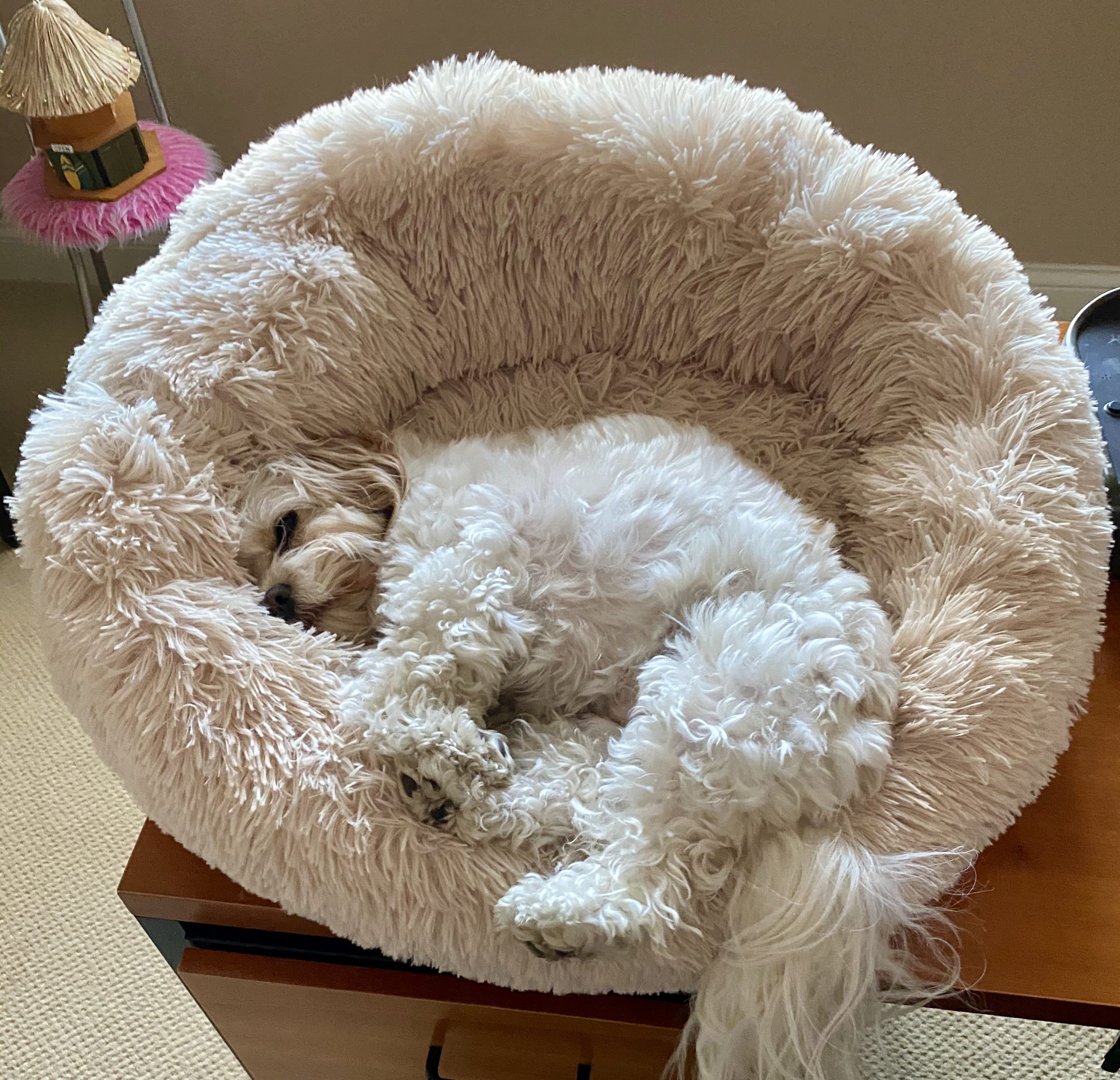 ODaisy B the Cavachon, in her Anti-Anxiety Soothing Bed for Dogs