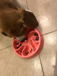 Slow Feeder Dog Bowl in Use
