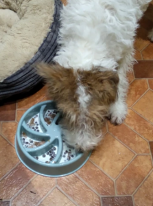 Slow Feeder Dog Bowl