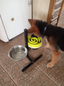 Slow Dog Feeder Bowl