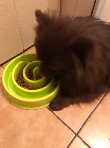 Dog Using a Slow Feeder Dog Bowl