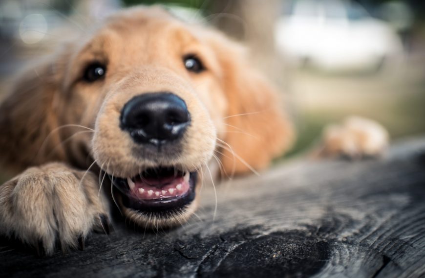 Basic Puppy Training