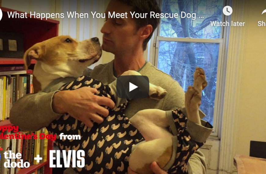 Rescue Dogs Meet Their Rescue Humans