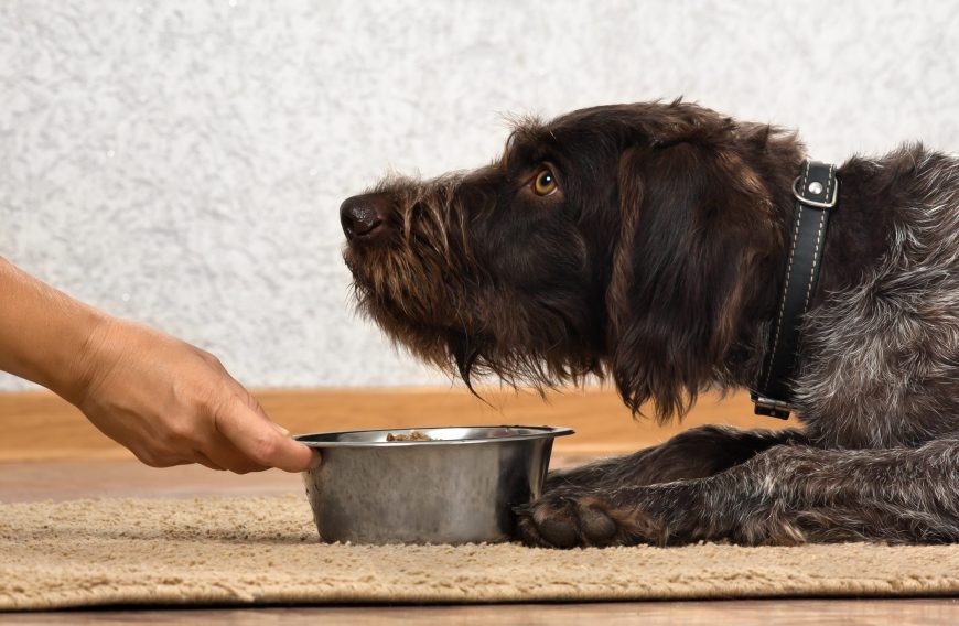 Homemade Meatloaf for Dogs