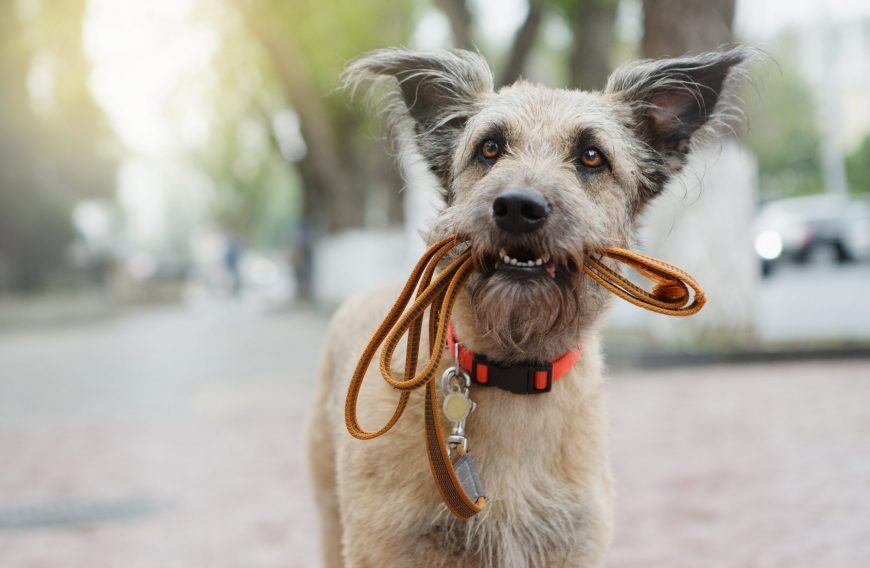 What Dog Accessories Do I Need to Buy?