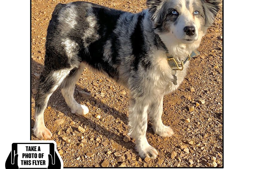 Bring Jackson Home - The Australian Shepherd Has Been Found