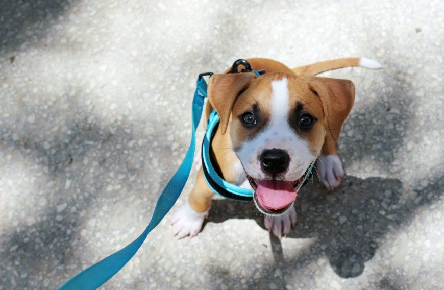 Leash Training Tips for Your Dog