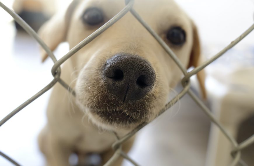 Foster a Dog During Covid-19 Quarantine