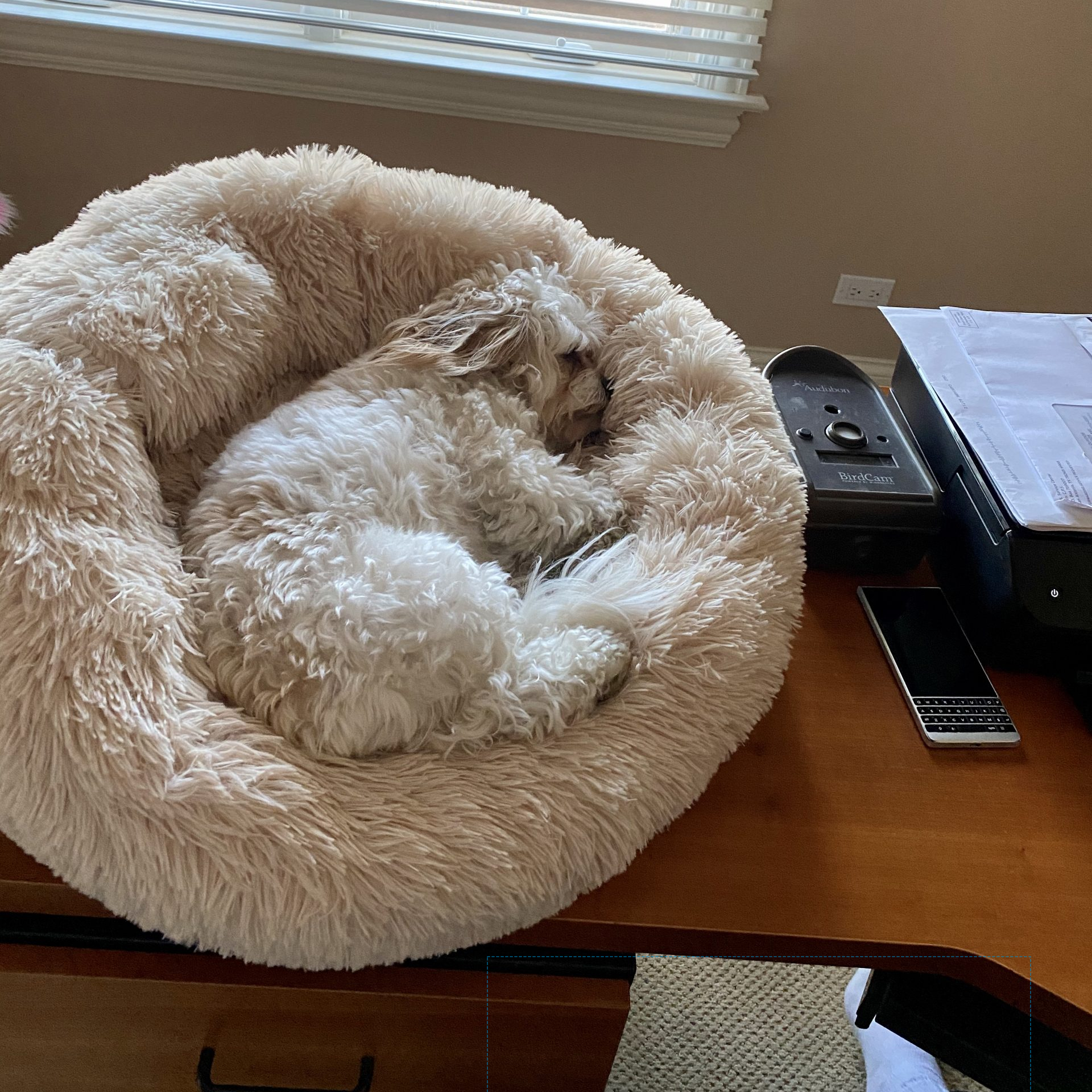 Dog Enjoying a Soothing Dog Bed