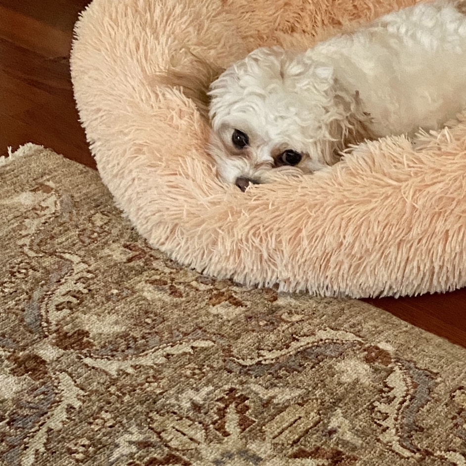 Cute Dog in a Soothing Bed