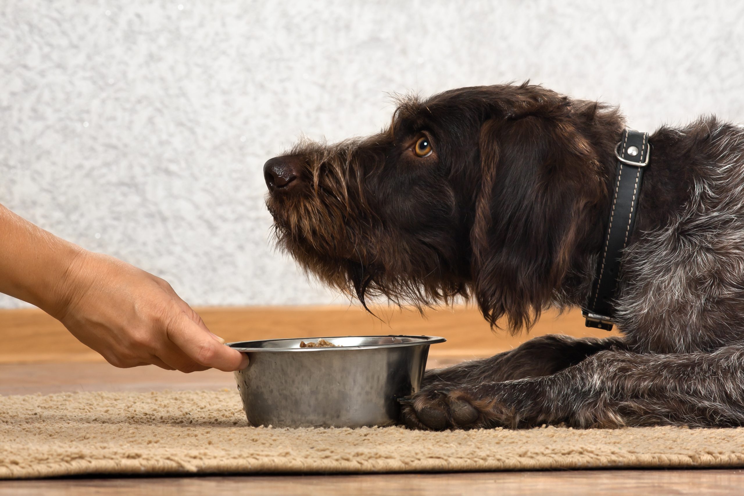 Homemade Meatloaf for Dogs