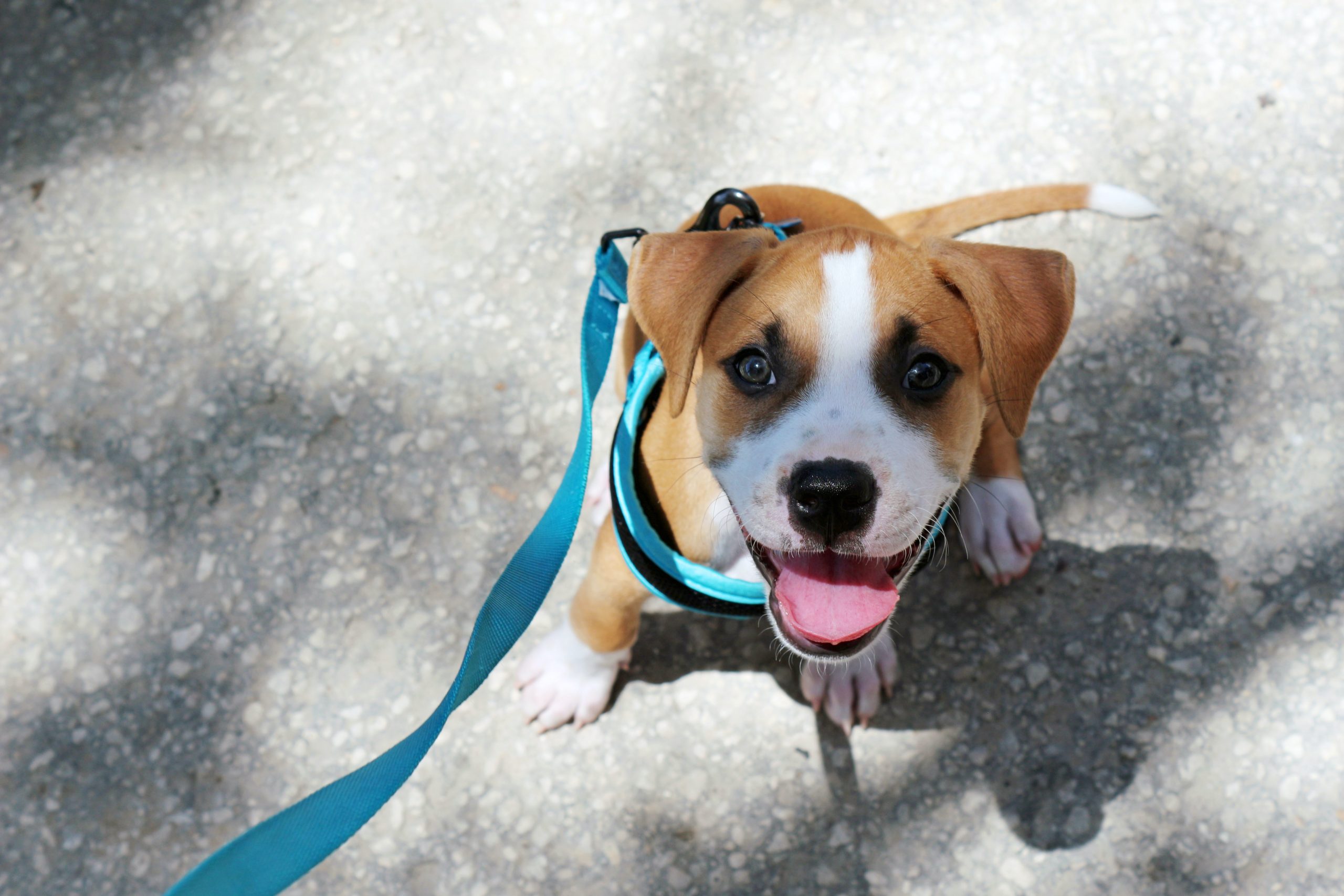 Leash Training Tips for Your Dog