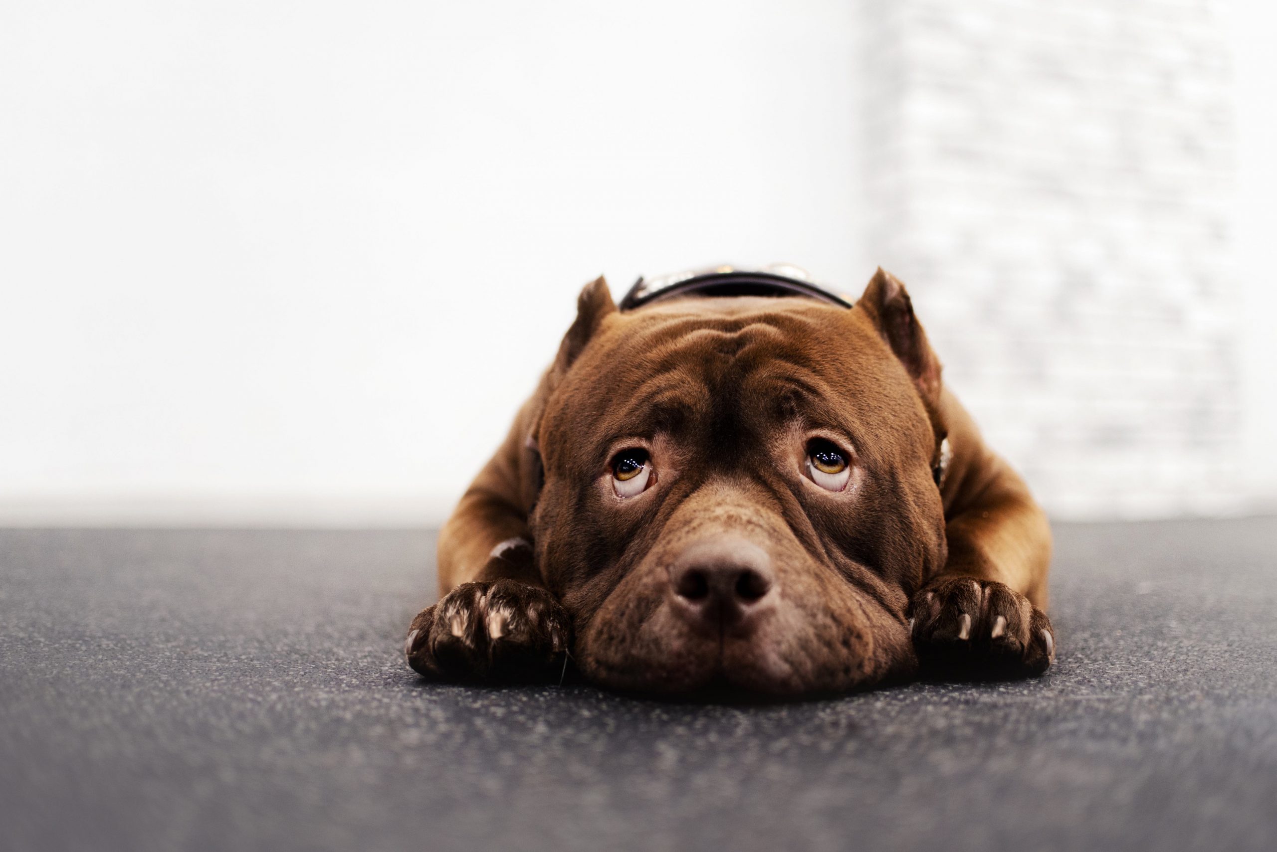 Common Dog Health Problems