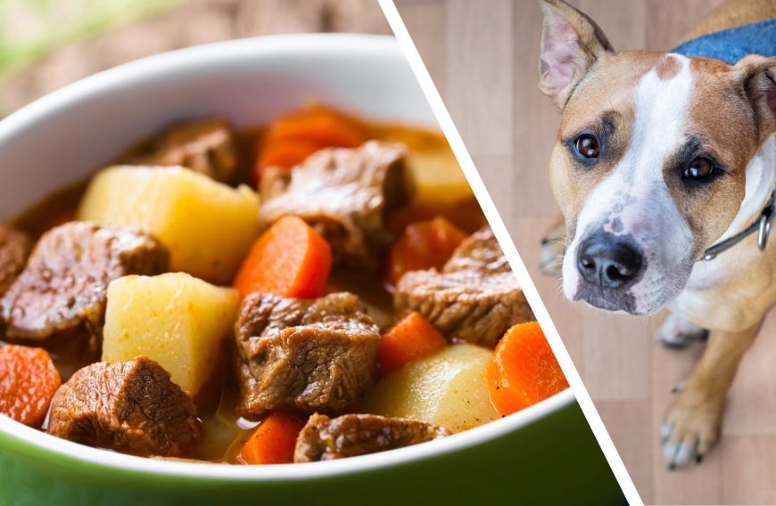 Homemade Beef Stew for Dogs