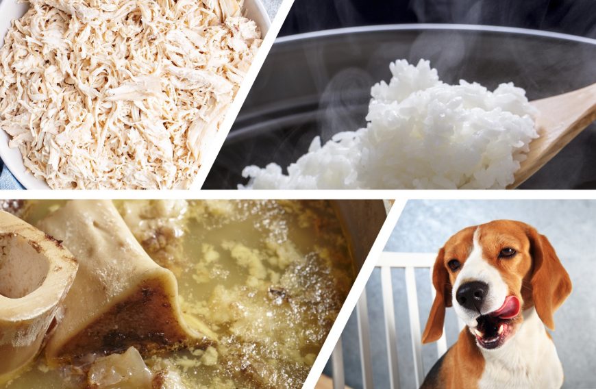Healthy Homemade Chicken and Rice Treats for Dogs