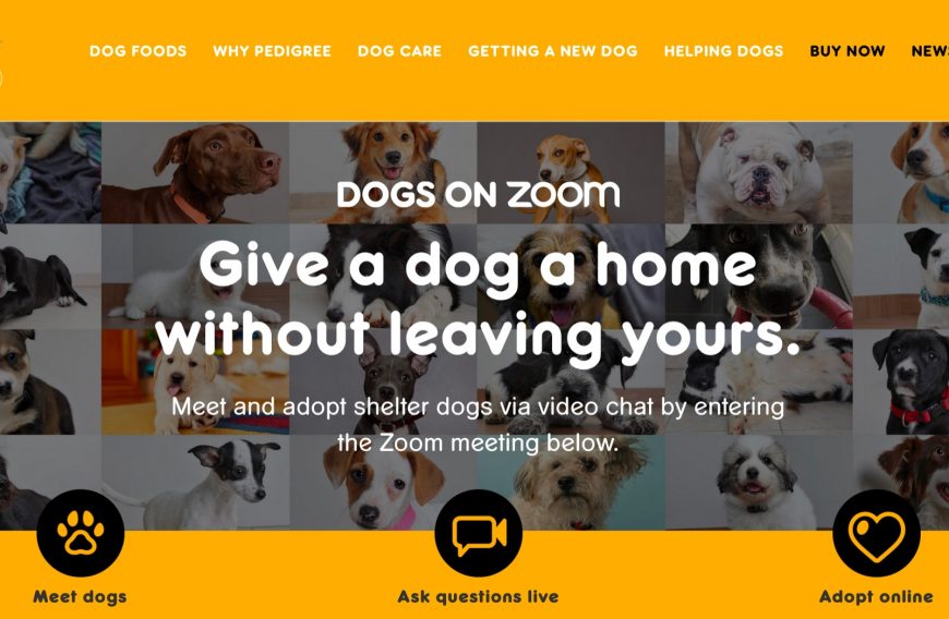 Dog Adoption through Zoom by Pedigree