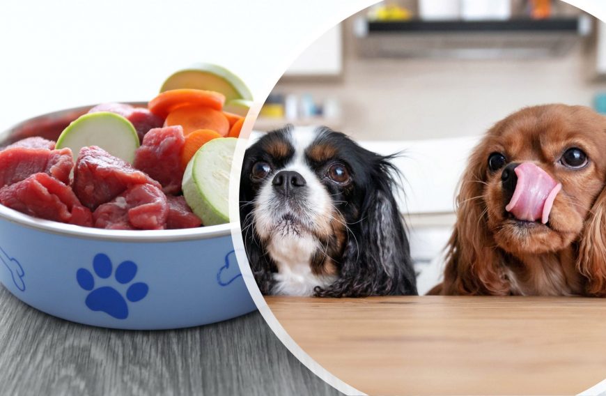 How to Make Healthy Homemade Dog Food