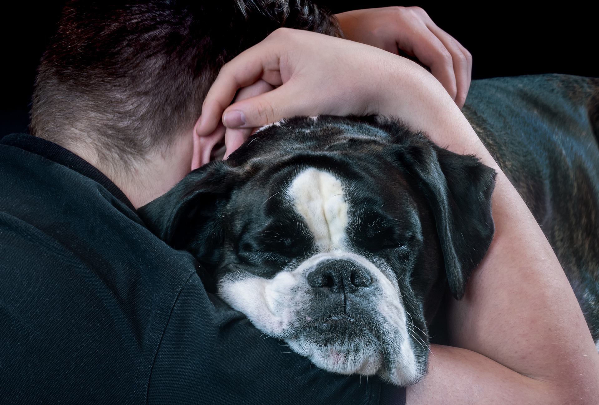 Dogs are Family - English Bull Dog Getting a Hug