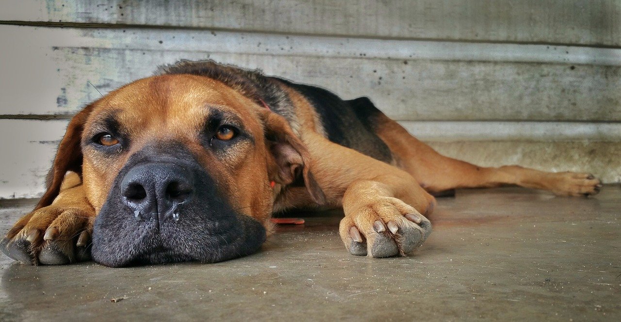 How to Get Ready for a Rescue Dog