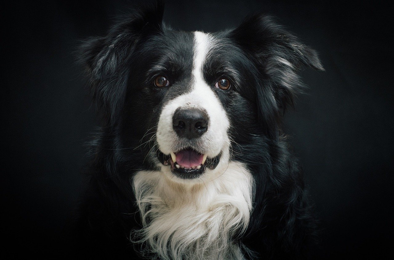 Beautiful Border Collie