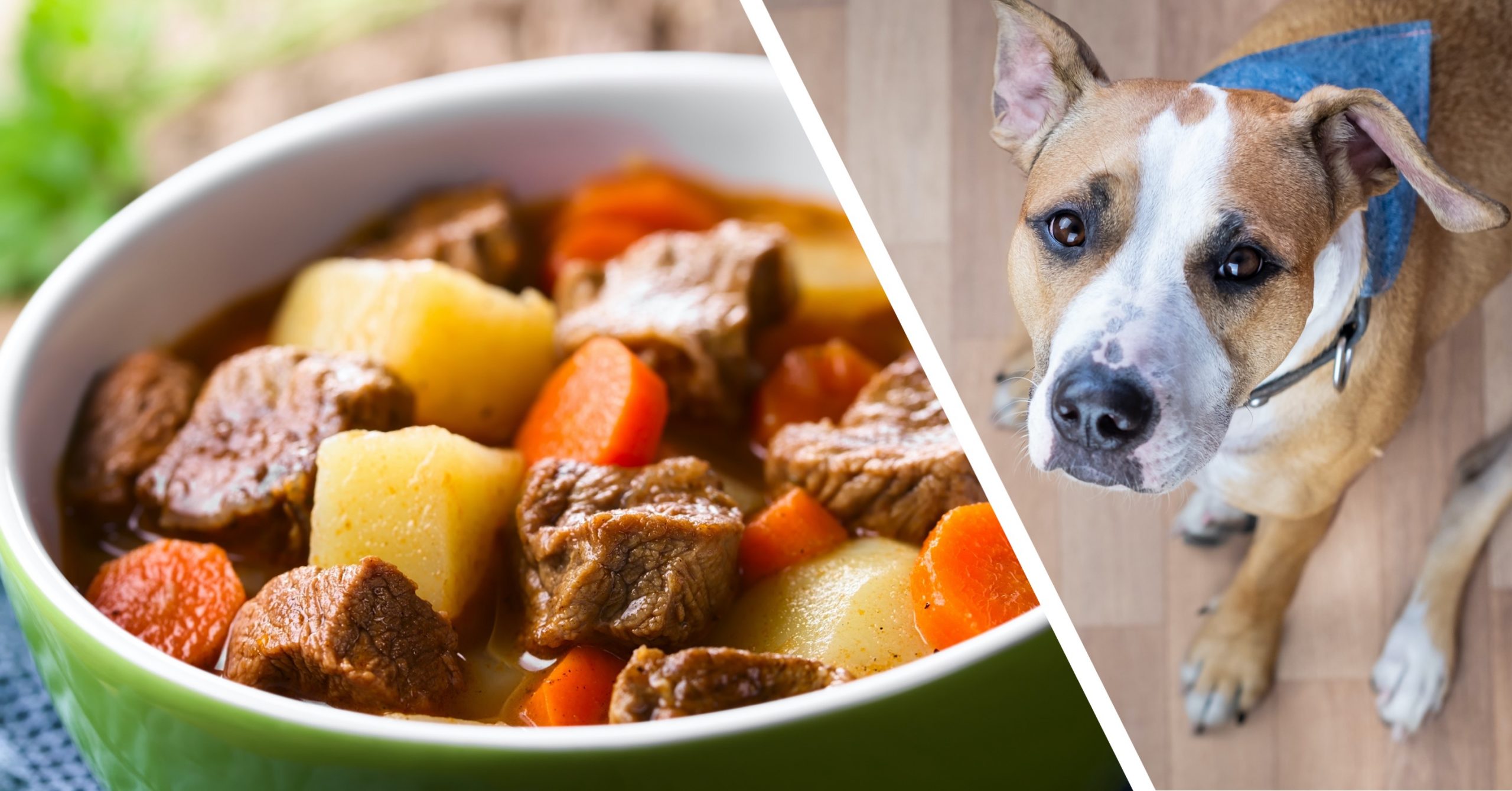 Homemade Beef Stew for Dogs